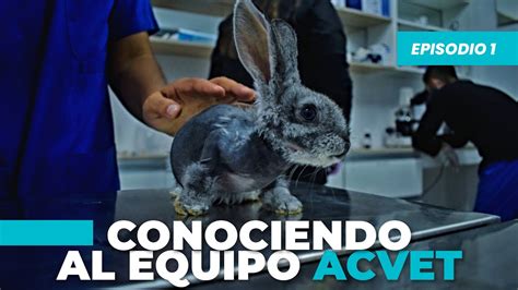 acevet77|ACVet .